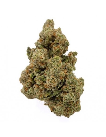 Fleurs CBD Gale Hydro Indoor de la marque Le CBD du Chef